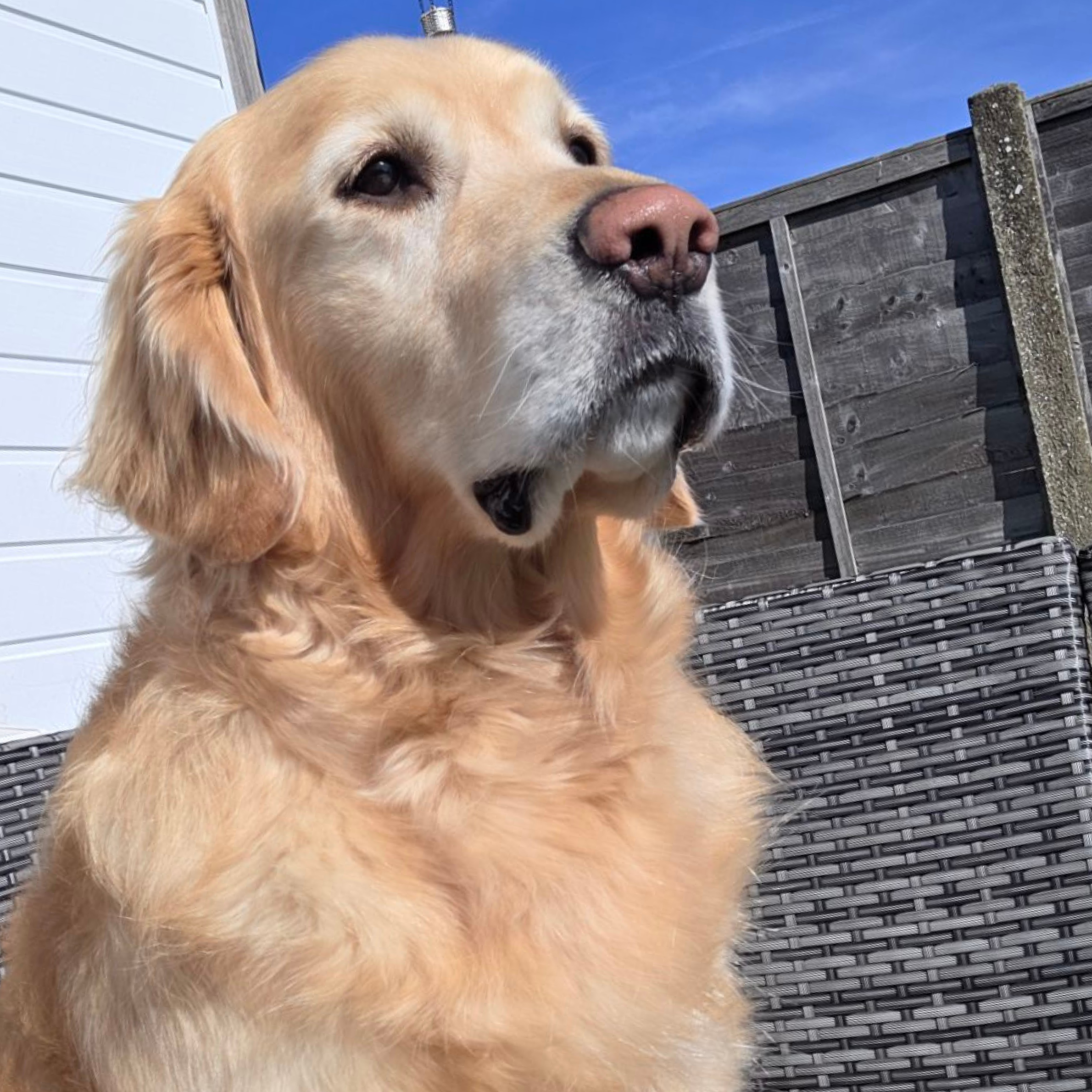 Blu, the oldest goldador